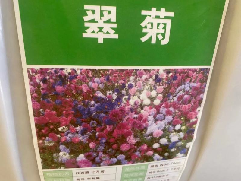 翠菊种子重瓣翠菊花种子籽保您满意视频看货诚信为本欢迎来电