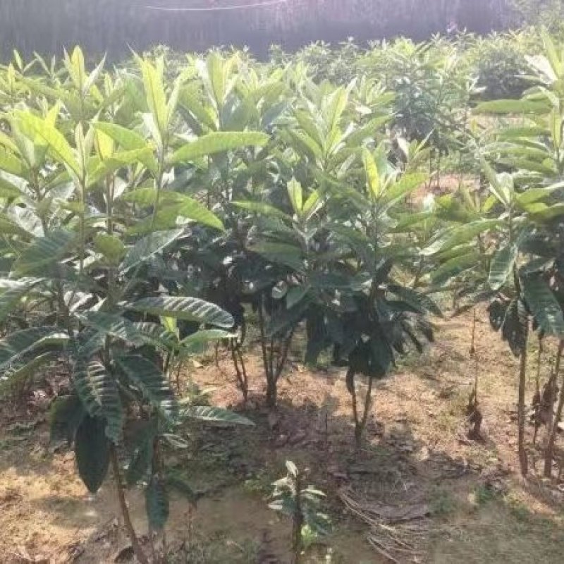 枇杷树