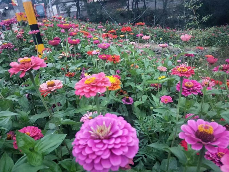 优质百日草花种籽子七彩花种子四季开花花籽庭院欢迎下单合作