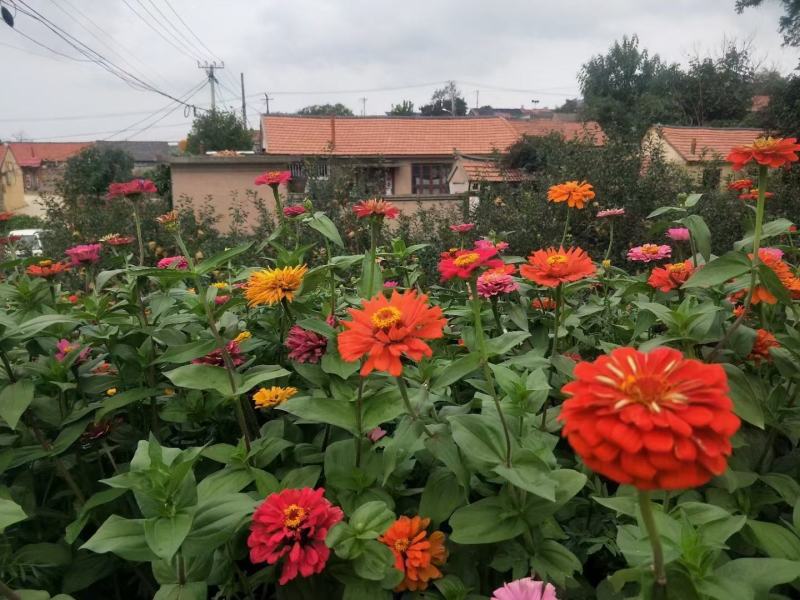 优质百日草花种籽子七彩花种子四季开花花籽庭院欢迎下单合作