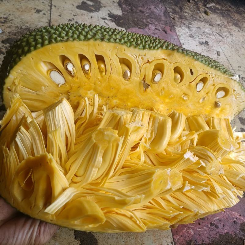 海南黄肉菠萝蜜