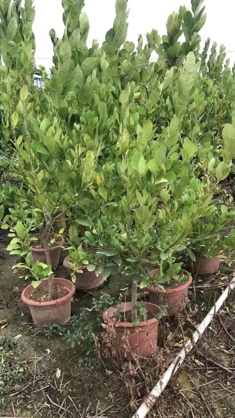 广东香水柠檬大苗可挂果