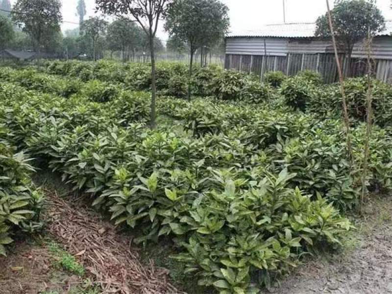 洒金桃叶珊瑚苗