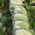 大白菜大量上市