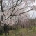 日本早樱