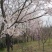 染井吉野樱花