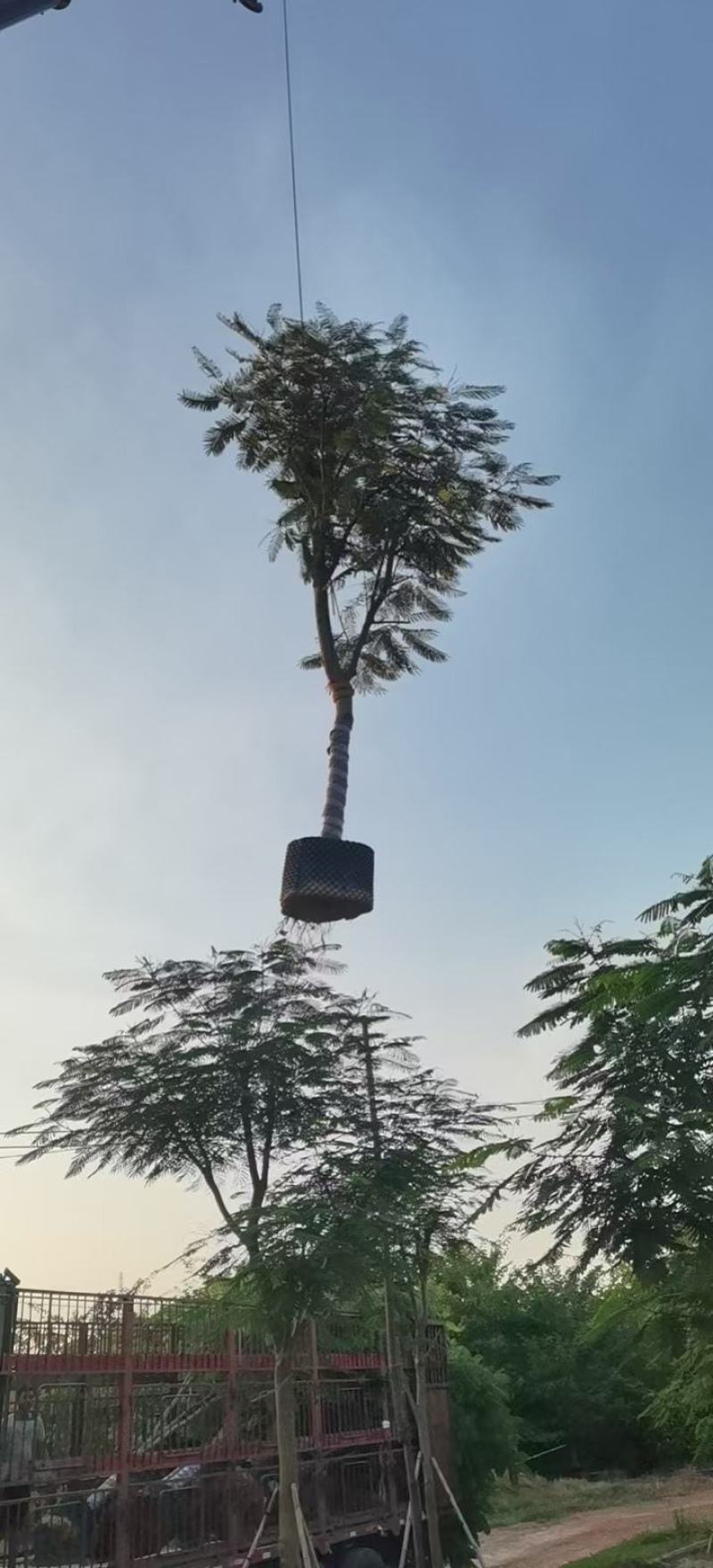 凤凰木15～20分，大骨架，全冠货都有，