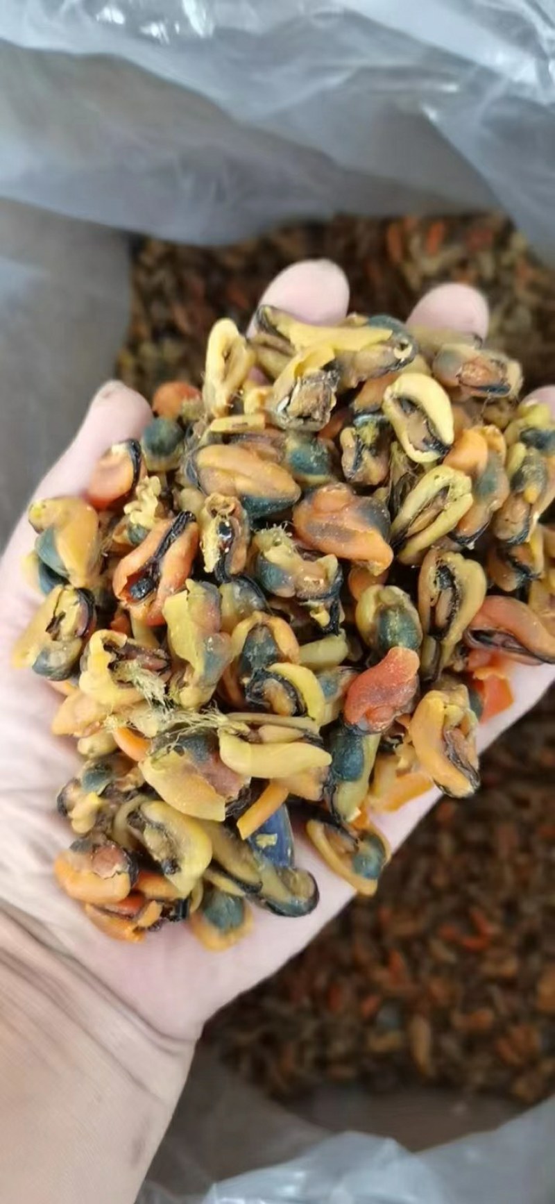 淡菜干，海虹干，新货上市淡菜干，九五成干，自家晾晒