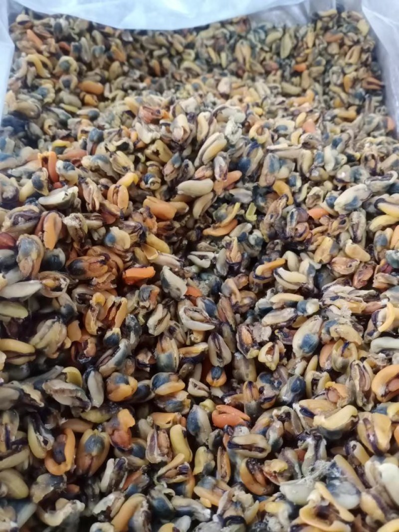 淡菜干，海虹干，新货上市淡菜干，九五成干，自家晾晒