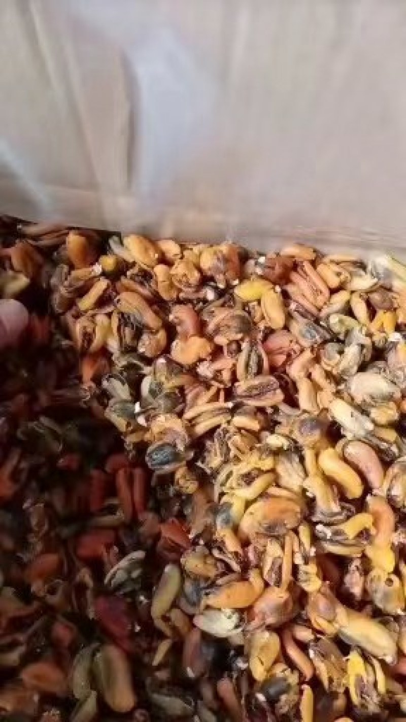 淡菜干，海虹干，新货上市淡菜干，九五成干，自家晾晒