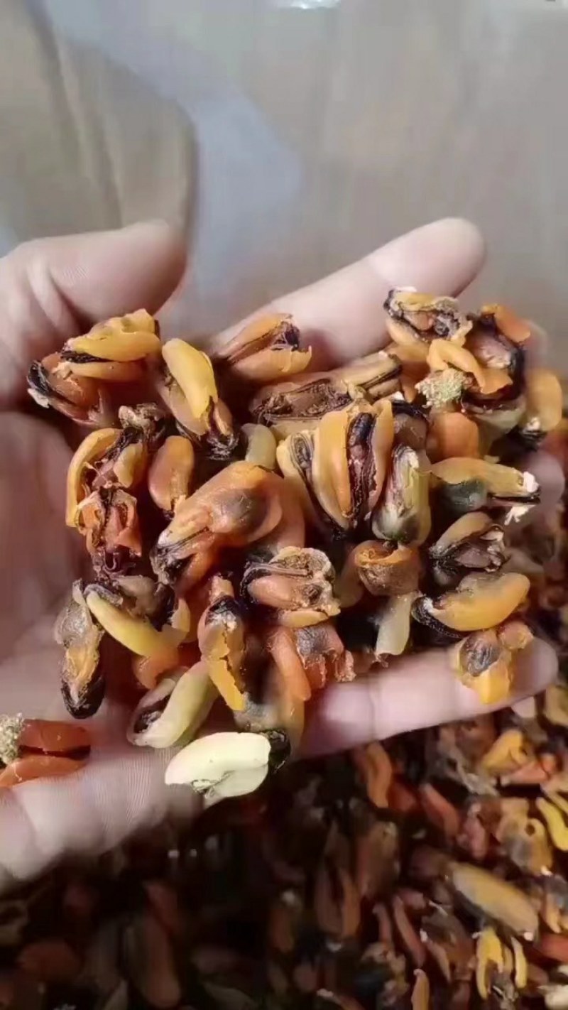 淡菜干，海虹干，新货上市淡菜干，九五成干，自家晾晒