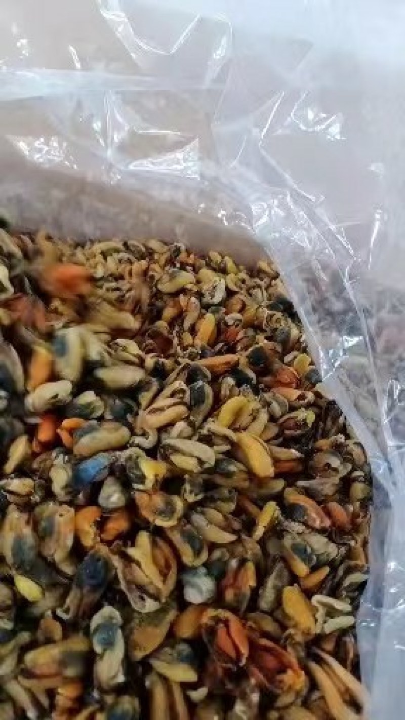 淡菜干，海虹干，新货上市淡菜干，九五成干，自家晾晒