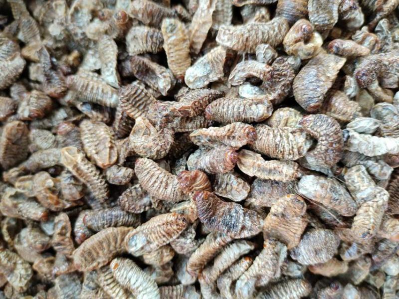 蛴螬，抓方咨询，中药材蛴螬，基地直发，一手货源量大从优，