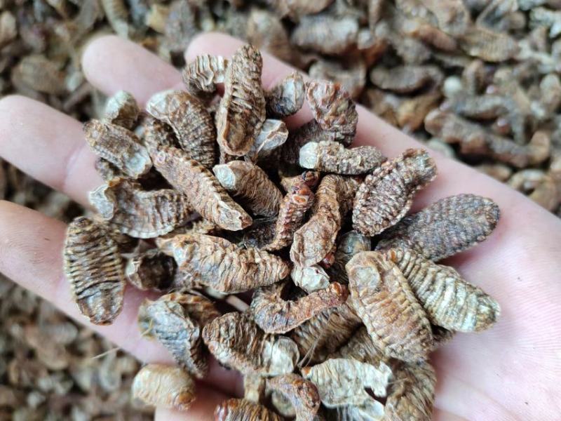 蛴螬，抓方咨询，中药材蛴螬，基地直发，一手货源量大从优，