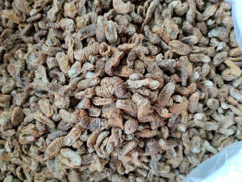蛴螬，抓方咨询，中药材蛴螬，基地直发，一手货源量大从优，