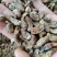 蛴螬，抓方咨询，中药材蛴螬，基地直发，一手货源量大从优，