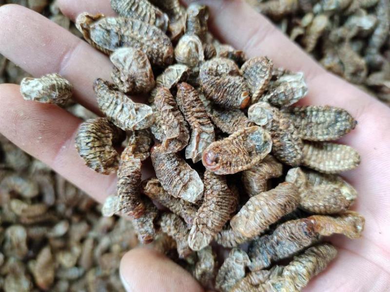蛴螬，抓方咨询，中药材蛴螬，基地直发，一手货源量大从优，