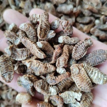 蛴螬，抓方咨询，中药材蛴螬，基地直发，一手货源量大从优，