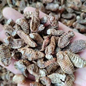 蛴螬，抓方咨询，中药材蛴螬，基地直发，一手货源量大从优，