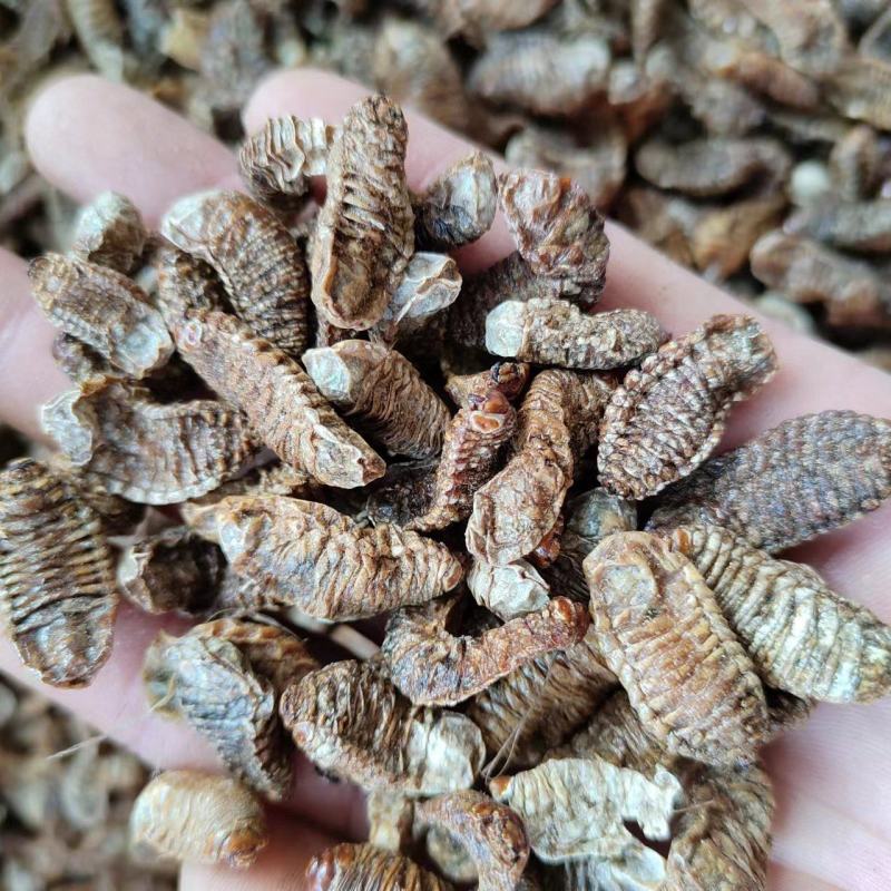 蛴螬，抓方咨询，中药材蛴螬，基地直发，一手货源量大从优，