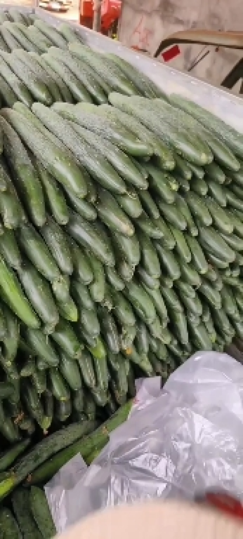 广东湛江雷州产地有黄皮尖椒、青皮、三号线、八号线、青瓜、