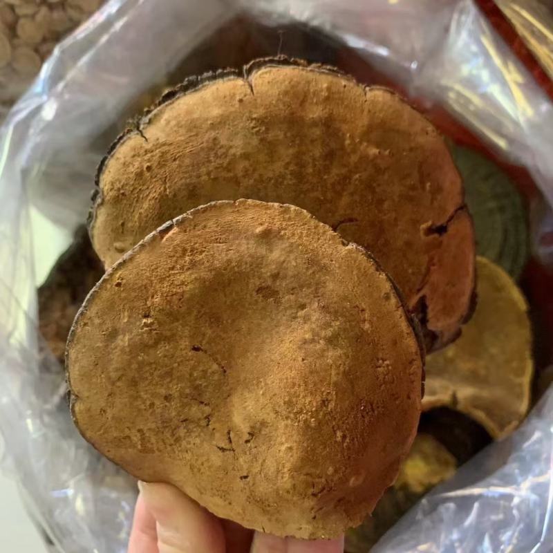 纯桑黄桑树桑黄500克/盒礼盒装全国发货