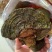 纯桑黄桑树桑黄500克/盒礼盒装全国发货