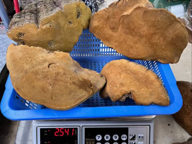 纯桑黄桑树桑黄500克/盒礼盒装全国发货