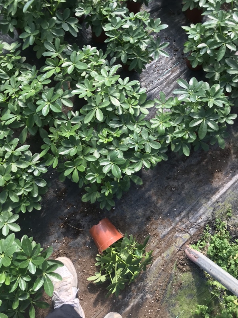 鹅掌柴