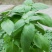 特大叶荆芥菜种籽苗盆栽猫薄荷四季大叶荆芥种子野菜荆芥种籽