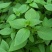 特大叶荆芥菜种籽苗盆栽猫薄荷四季大叶荆芥种子野菜荆芥种籽