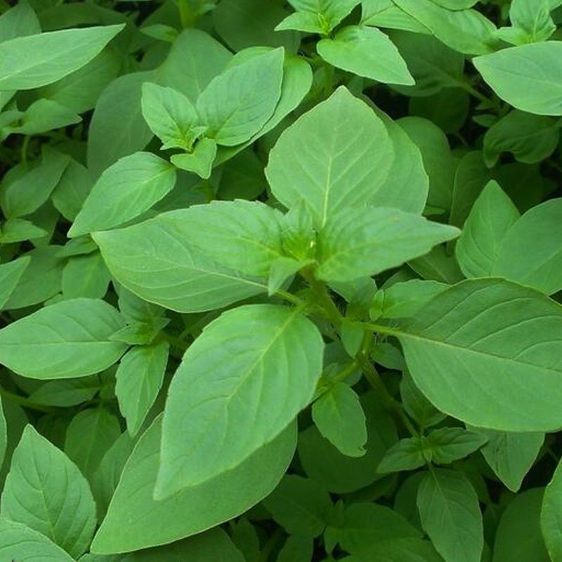 特大叶荆芥菜种籽苗盆栽猫薄荷四季大叶荆芥种子野菜荆芥种籽