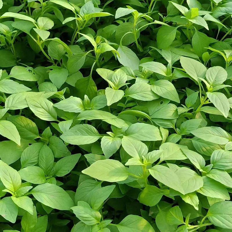 特大叶荆芥菜种籽苗盆栽猫薄荷四季大叶荆芥种子野菜荆芥种籽
