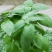 特大叶荆芥菜种籽苗盆栽猫薄荷四季大叶荆芥种子野菜荆芥种籽