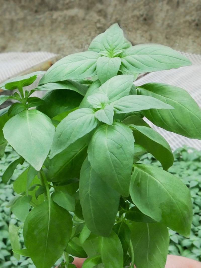 特大叶荆芥菜种籽苗盆栽猫薄荷四季大叶荆芥种子野菜荆芥种籽