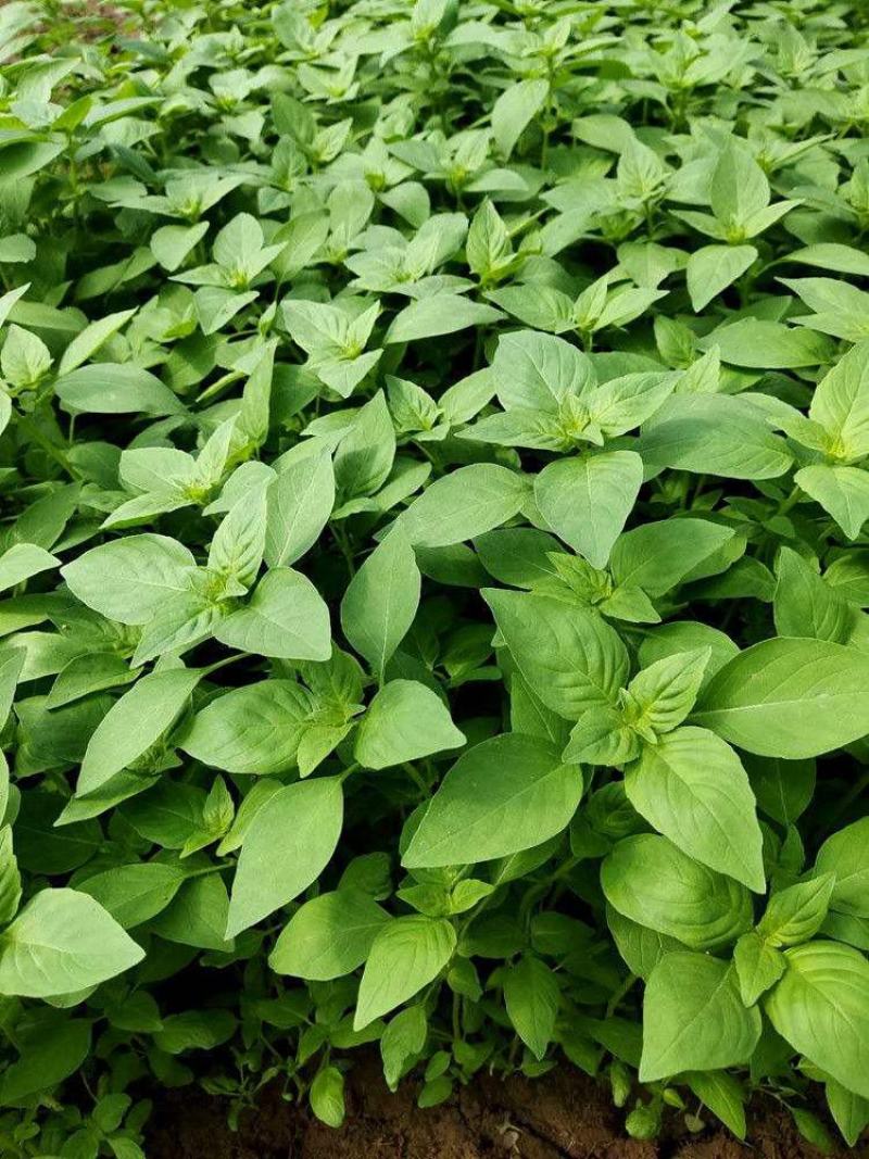 特大叶荆芥菜种籽苗盆栽猫薄荷四季大叶荆芥种子野菜荆芥种籽