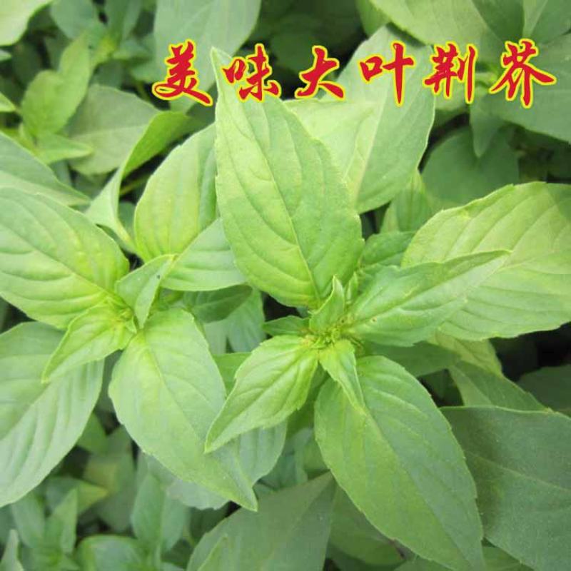 特大叶荆芥菜种籽苗盆栽猫薄荷四季大叶荆芥种子野菜荆芥种籽