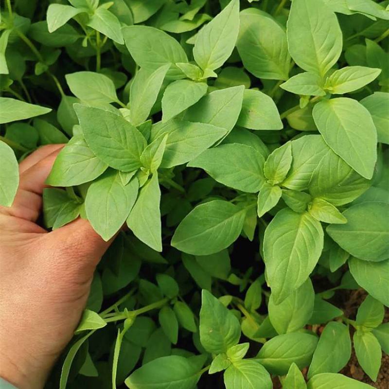 特大叶荆芥菜种籽苗盆栽猫薄荷四季大叶荆芥种子野菜荆芥种籽