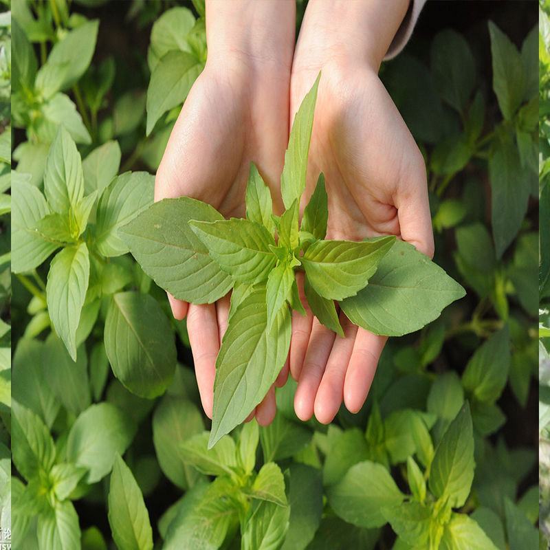 特大叶荆芥菜种籽苗盆栽猫薄荷四季大叶荆芥种子野菜荆芥种籽