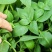 特大叶荆芥菜种籽苗盆栽猫薄荷四季大叶荆芥种子野菜荆芥种籽
