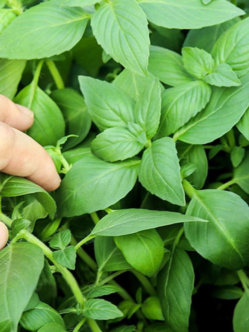 特大叶荆芥菜种籽苗盆栽猫薄荷四季大叶荆芥种子野菜荆芥种籽
