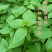 特大叶荆芥菜种籽苗盆栽猫薄荷四季大叶荆芥种子野菜荆芥种籽