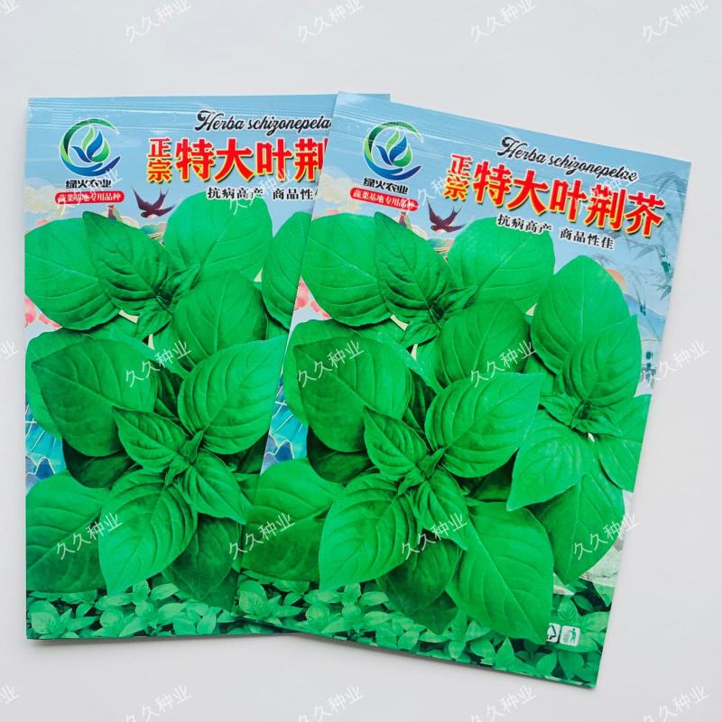 特大叶荆芥菜种籽苗盆栽猫薄荷四季大叶荆芥种子野菜荆芥种籽