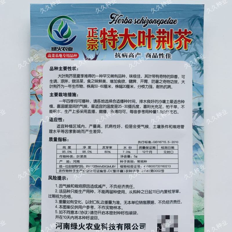 特大叶荆芥菜种籽苗盆栽猫薄荷四季大叶荆芥种子野菜荆芥种籽