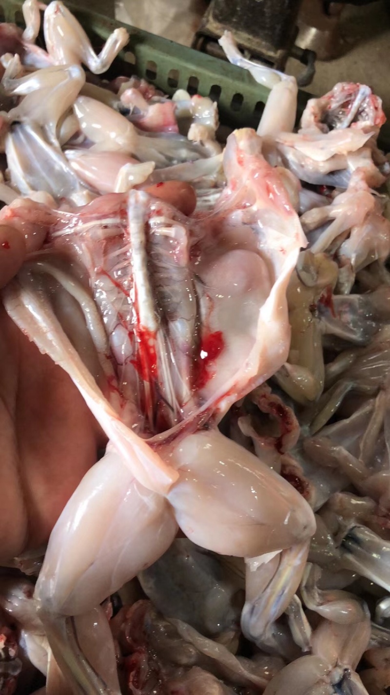 牛蛙肉广州深圳东莞佛山南海禅城支持冷藏车送到店