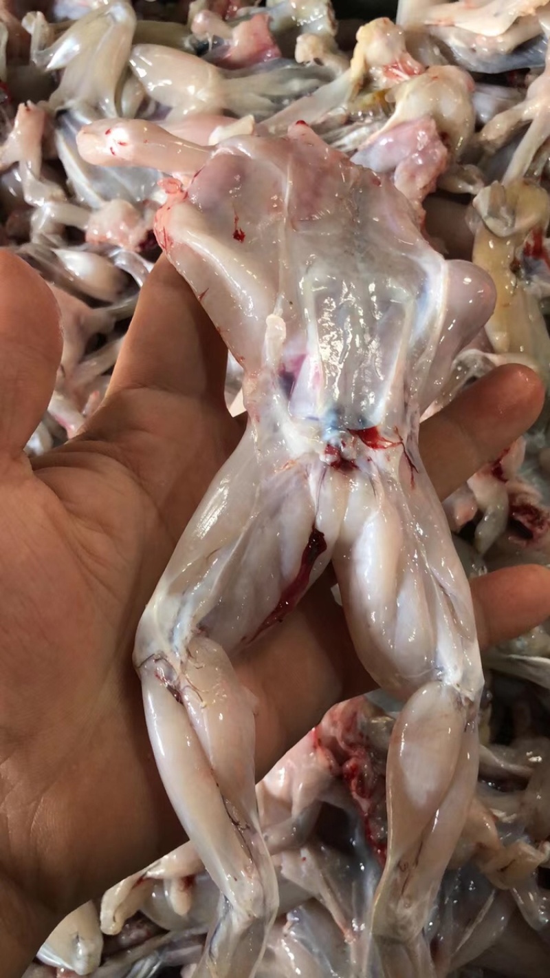 牛蛙肉广州深圳东莞佛山南海禅城支持冷藏车送到店