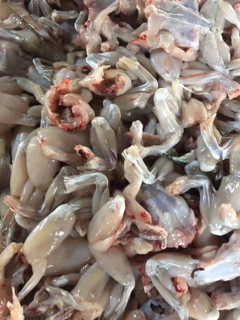 牛蛙肉广州深圳东莞佛山南海禅城支持冷藏车送到店