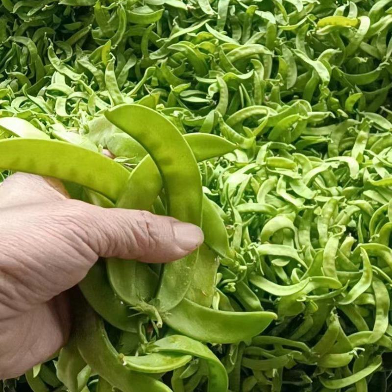 广西横州市荷兰豆大量上市。欢迎全国各地老板前来采购
