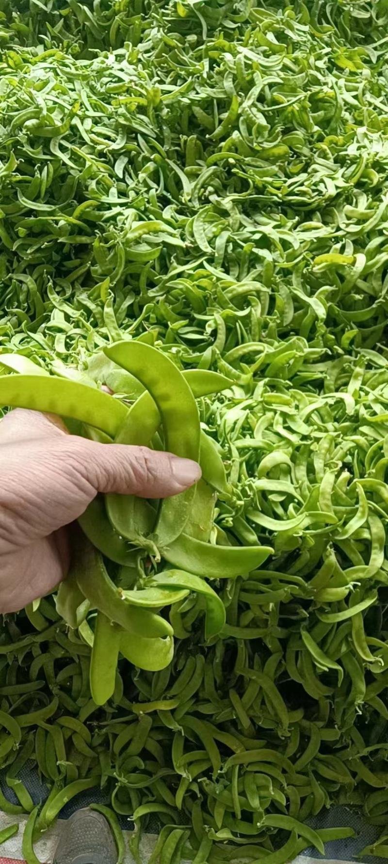 广西横州市荷兰豆大量上市。欢迎全国各地老板前来采购