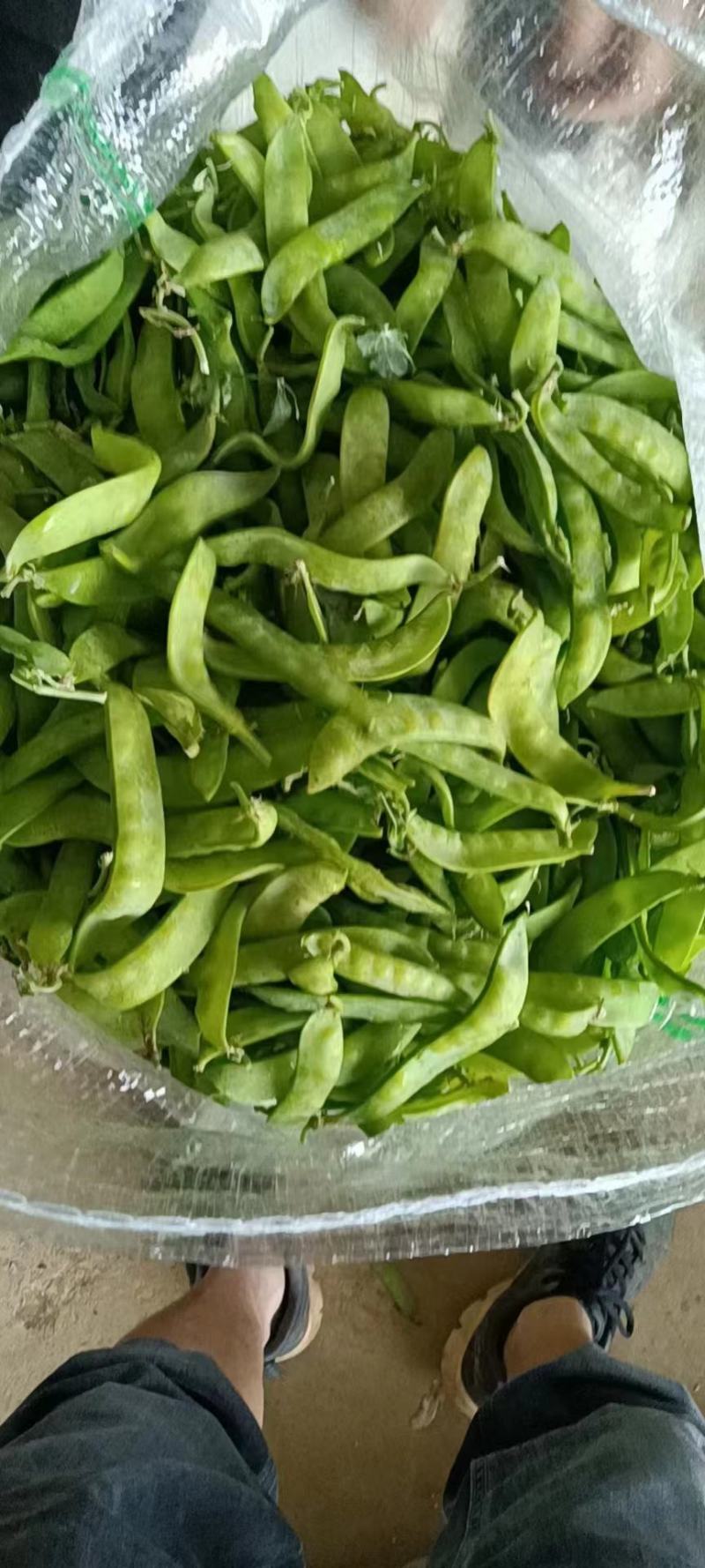 广西横州市荷兰豆大量上市。欢迎全国各地老板前来采购